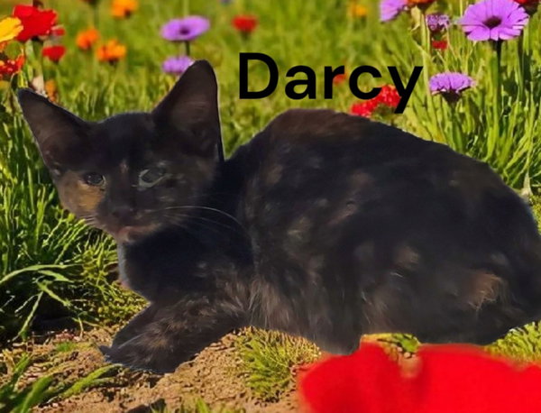 Darcy