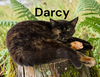 Darcy