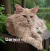 Darwin