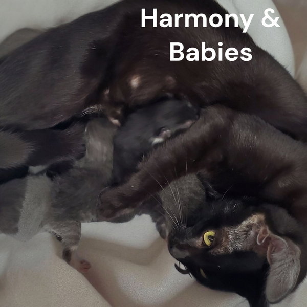 Harmony