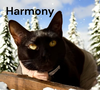 Harmony