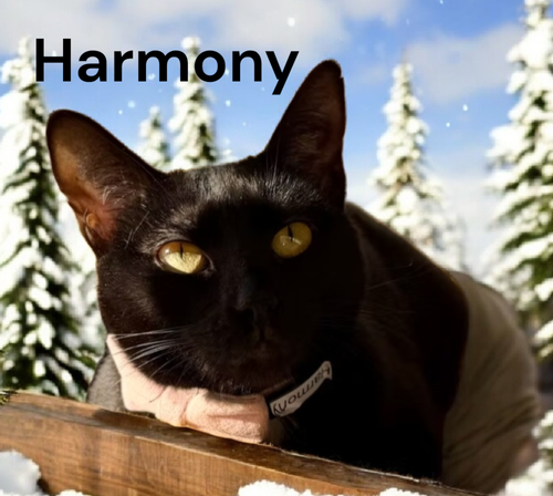 Harmony