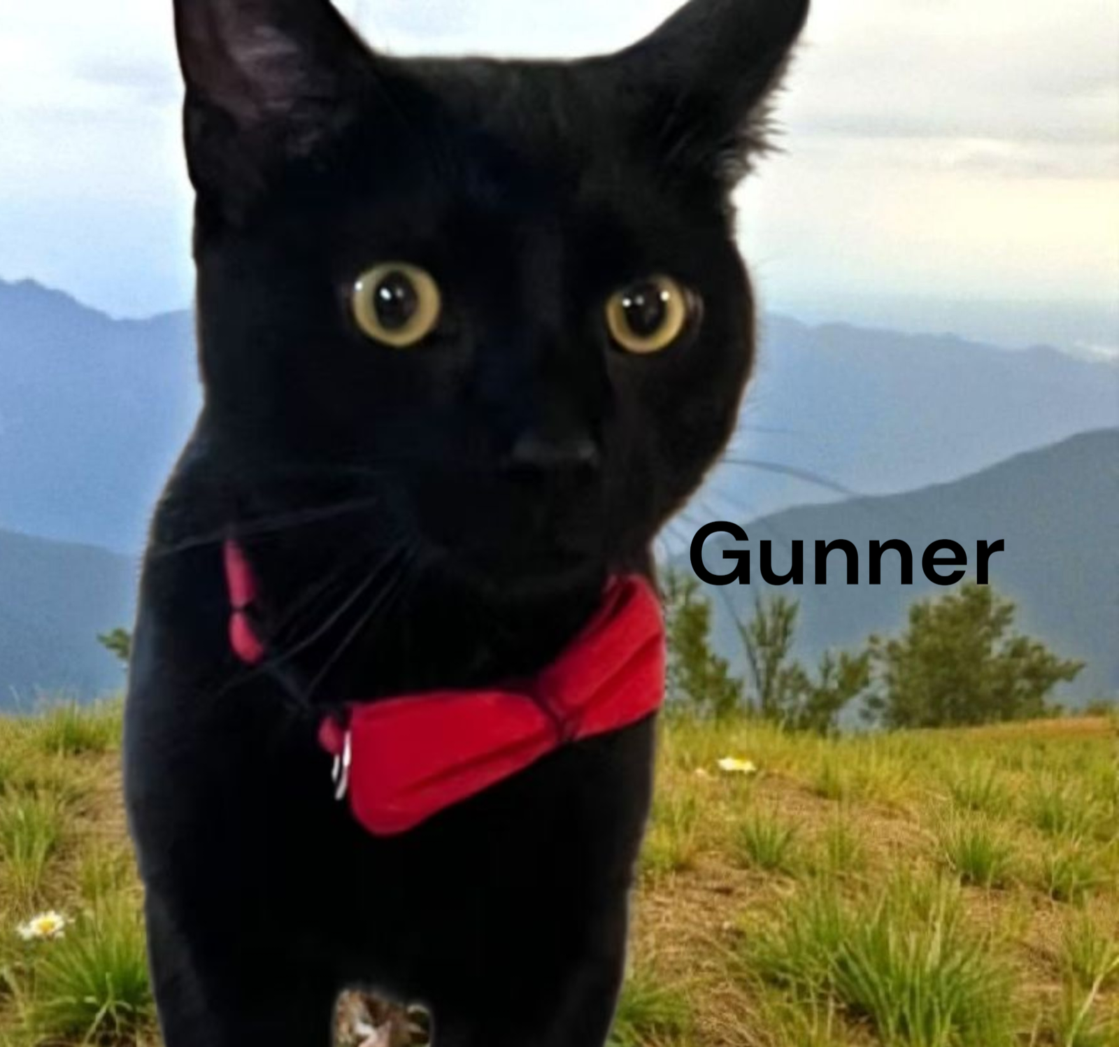 Gunner Image