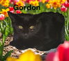 Gordon