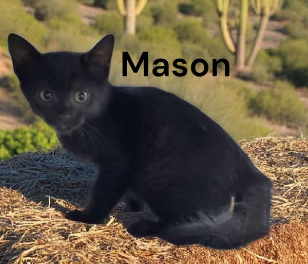 Mason