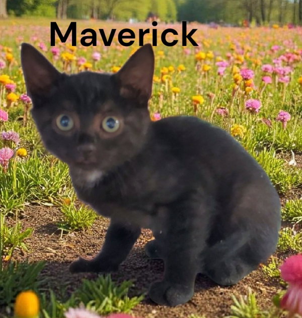 Maverick