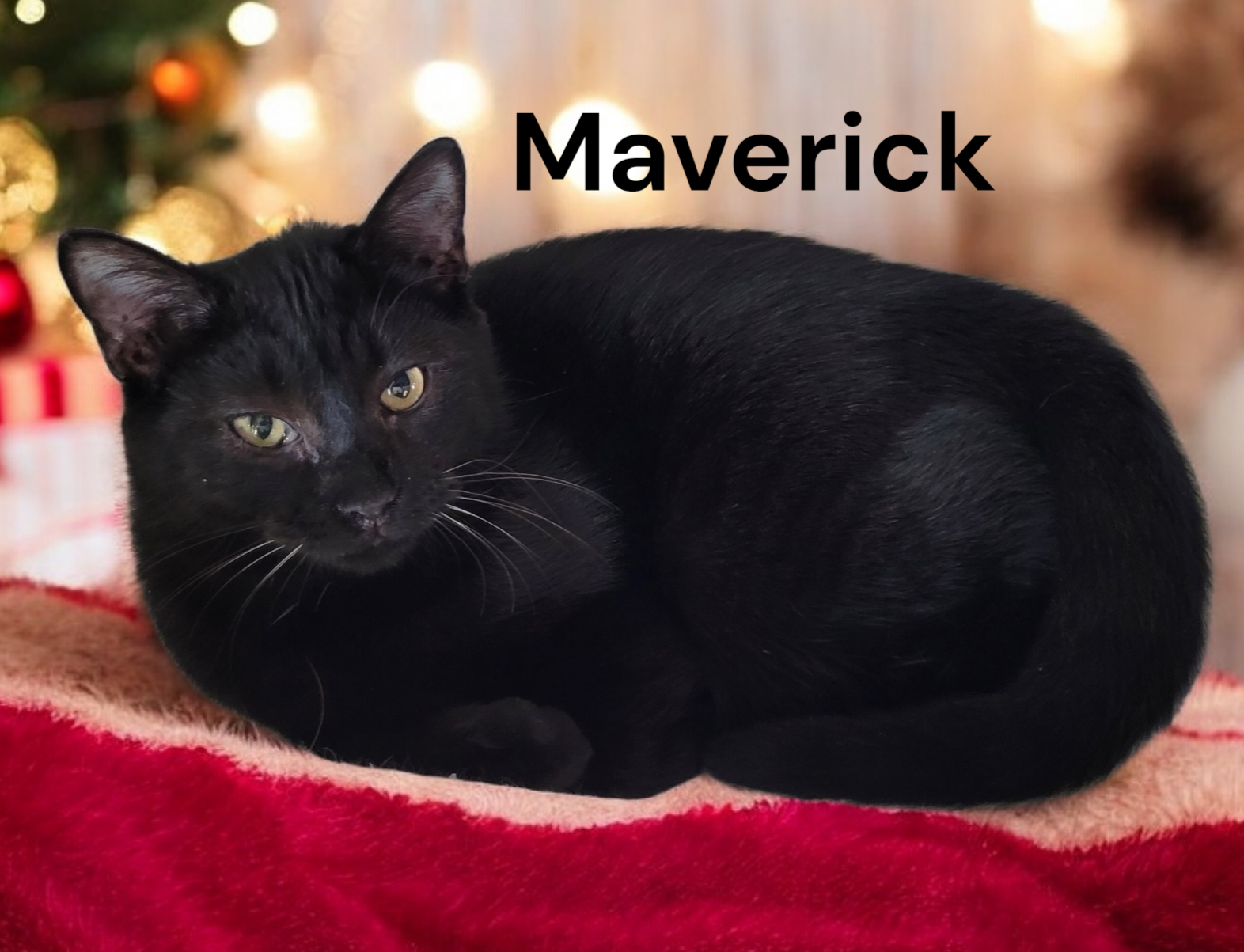 Maverick