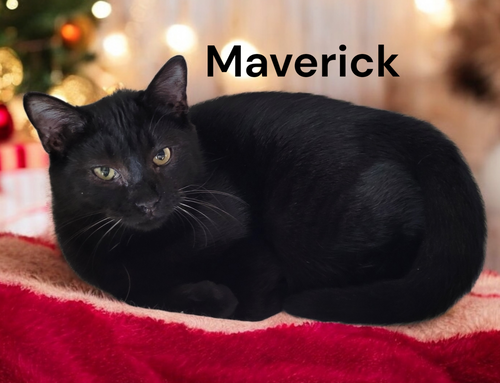 Maverick