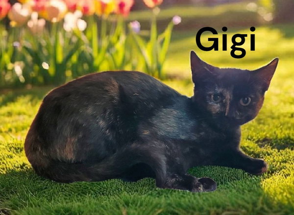 GiGi