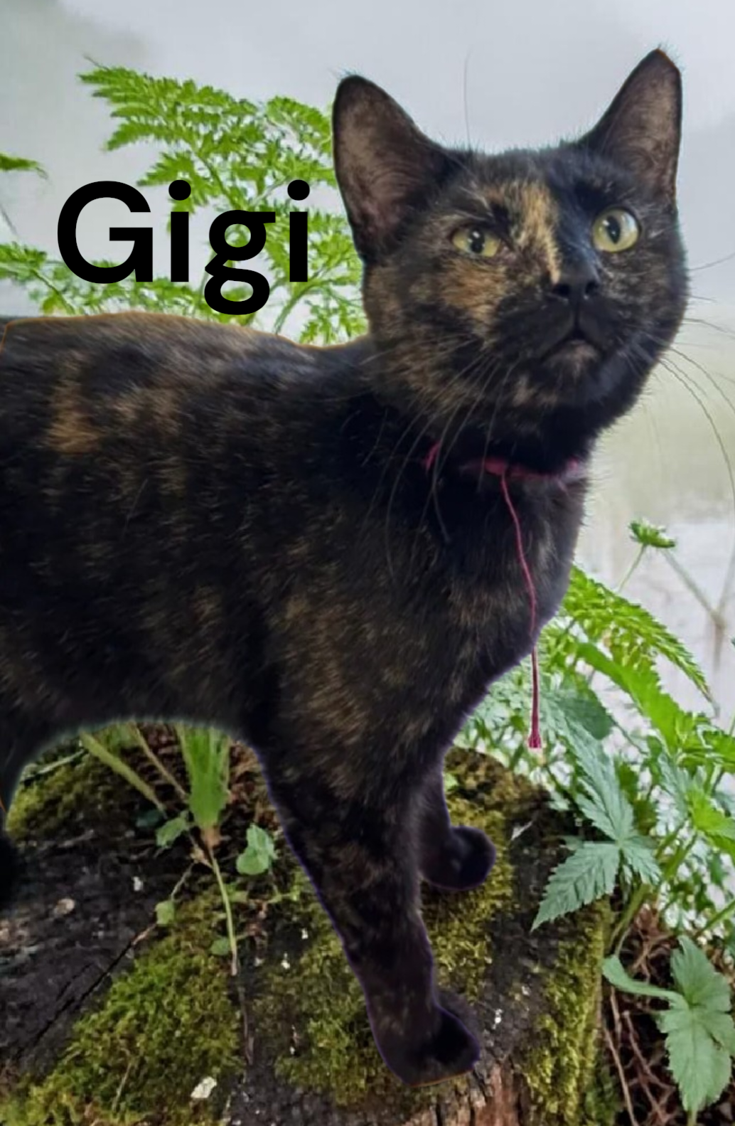 GiGi