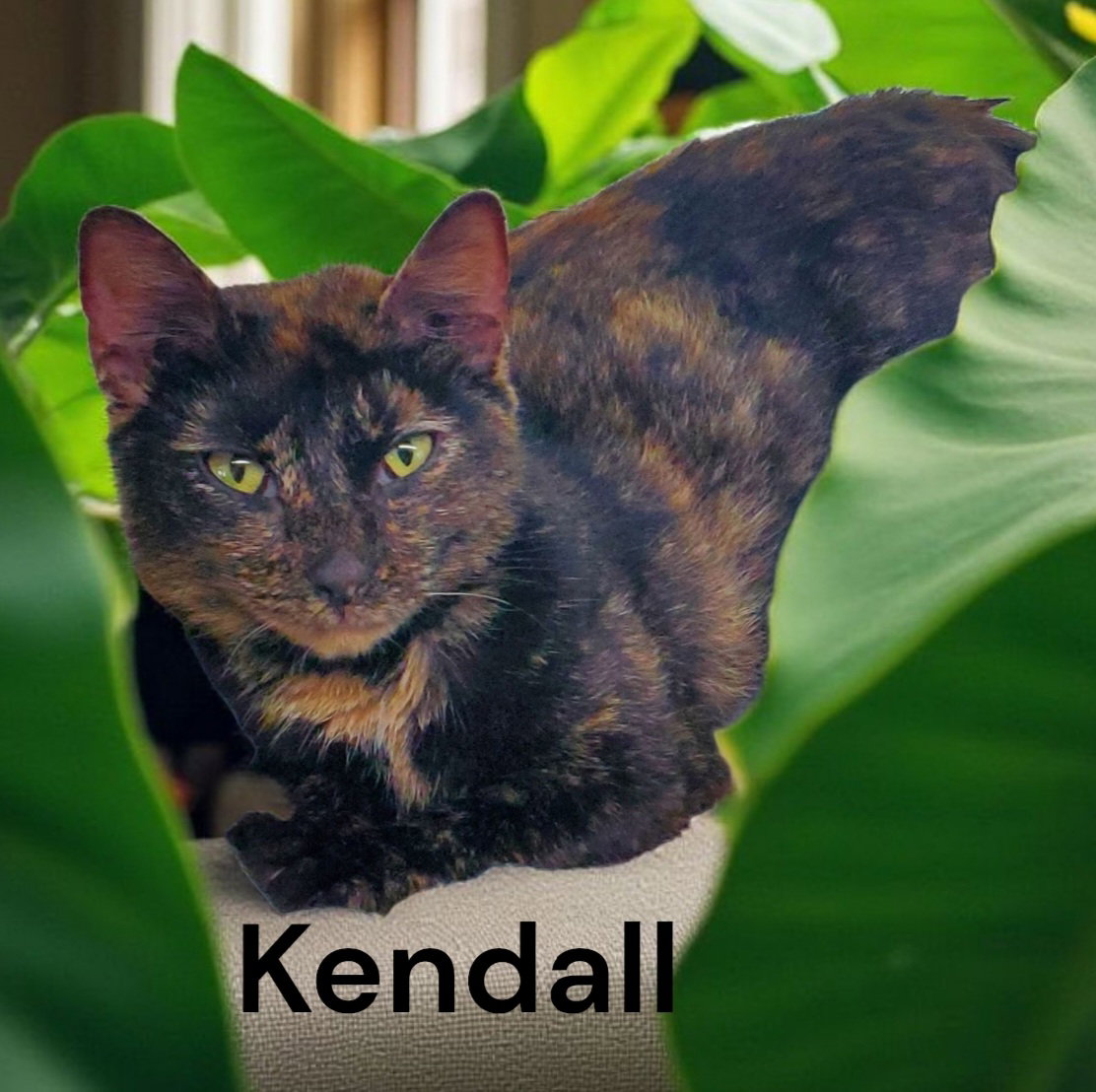 Kendall Image