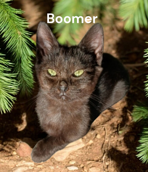 Boomer