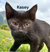 Kasey