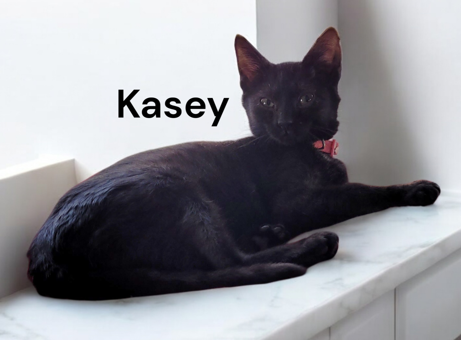 Kasey Image