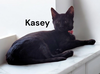 Kasey