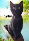 Kylie