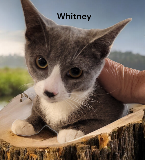 Whitney