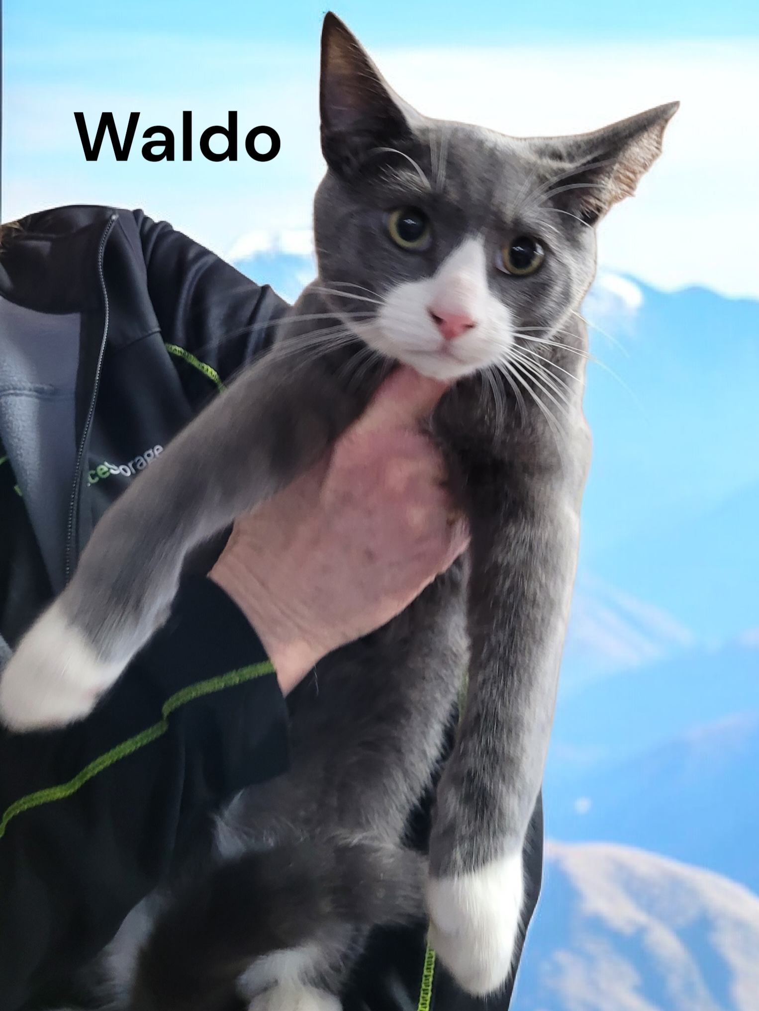 Waldo Image