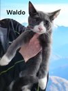 Waldo