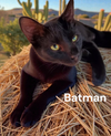 Batman aka Wreck