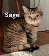 Sage