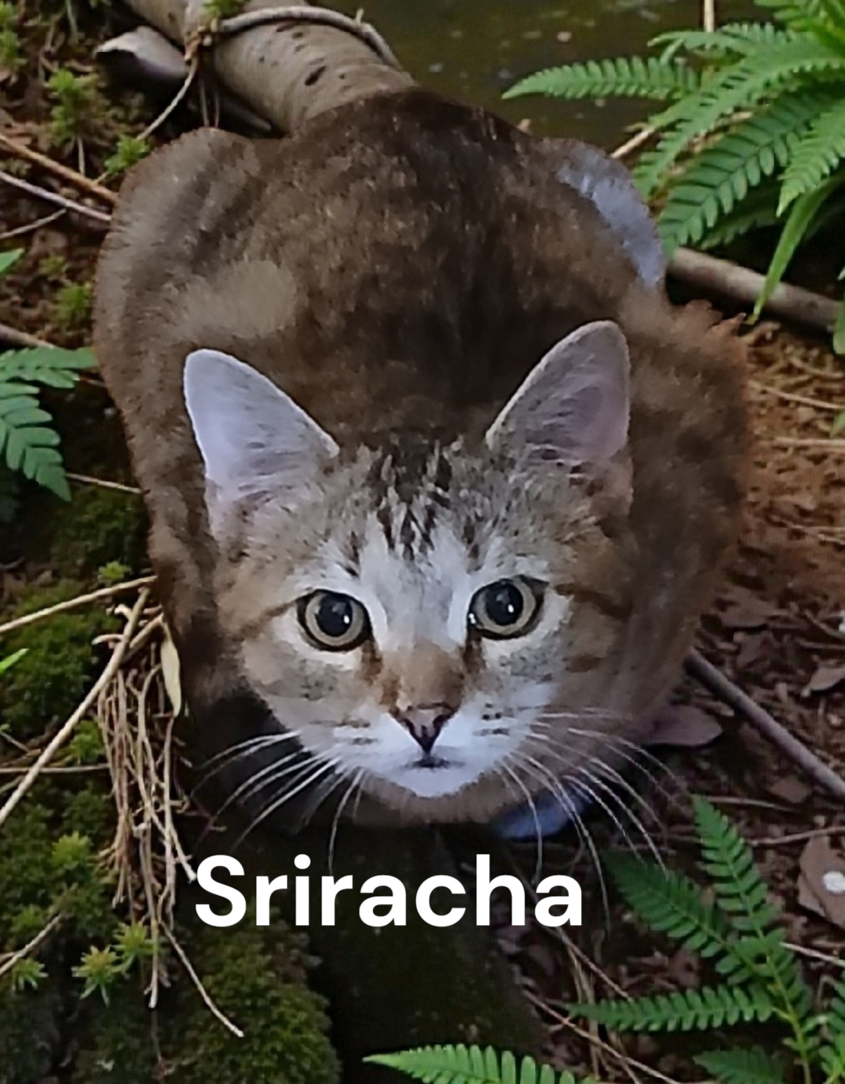 Sriracha