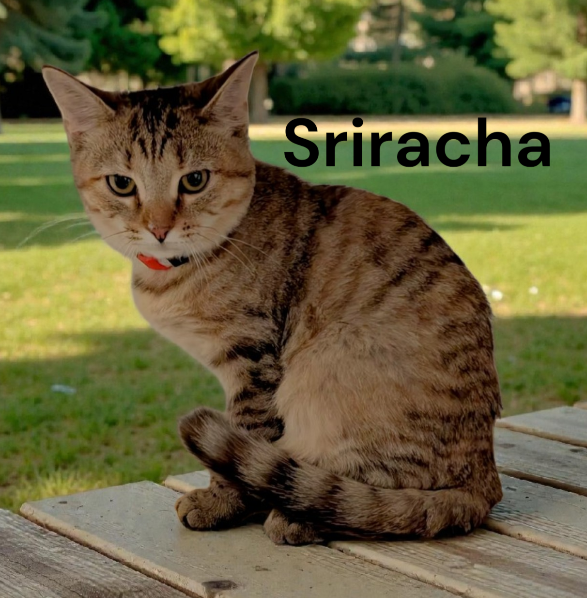 Sriracha Image