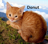 Donut