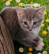 Dumpling