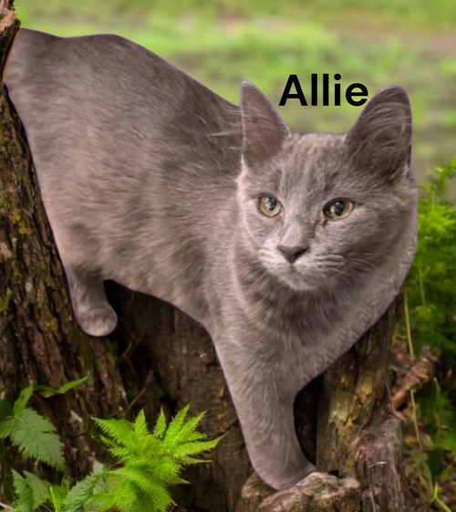 Allie