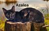 Azalea