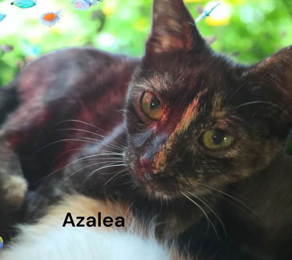 Azalea