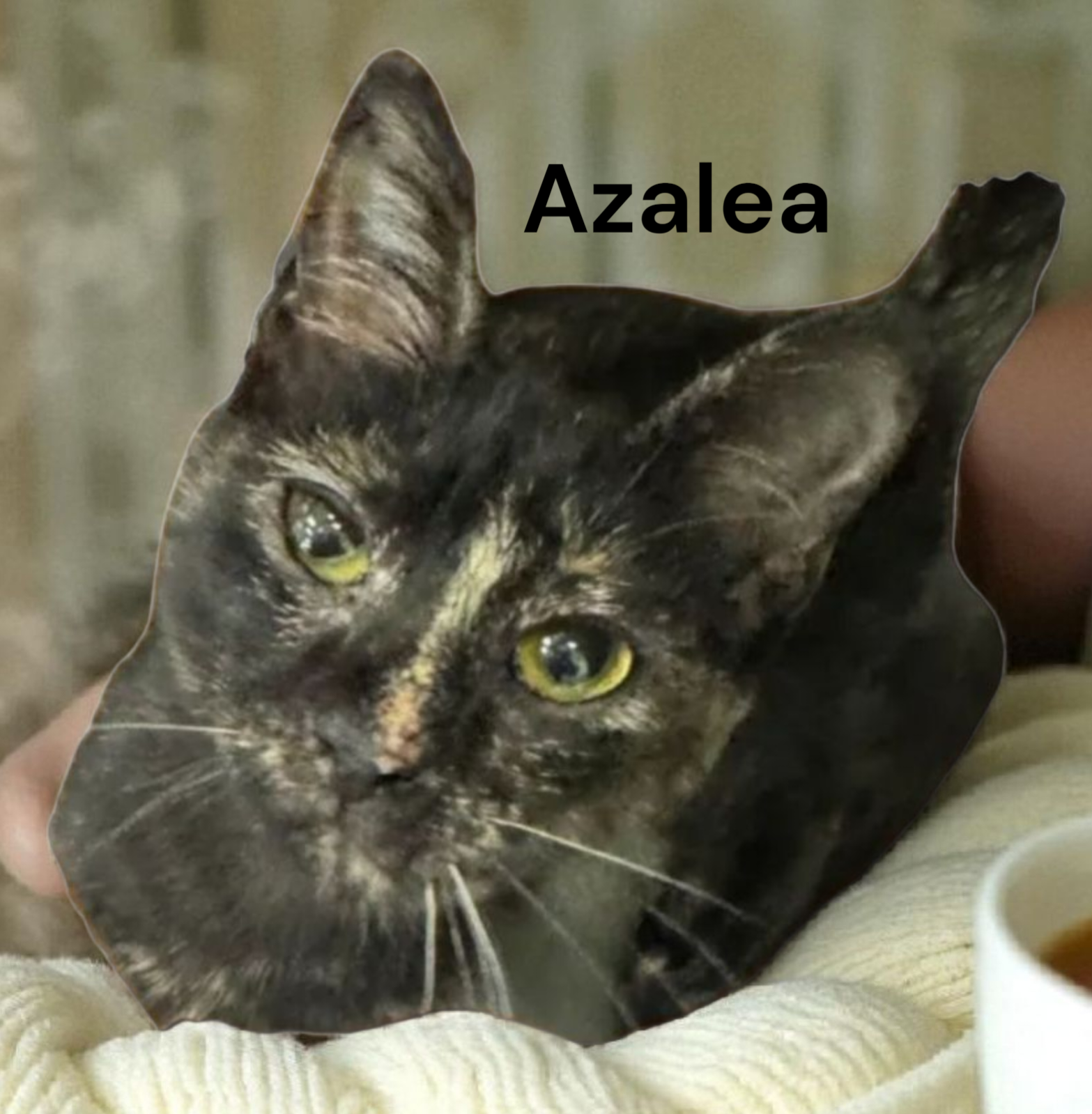 Azalea