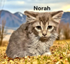 Norah