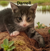 Darrell