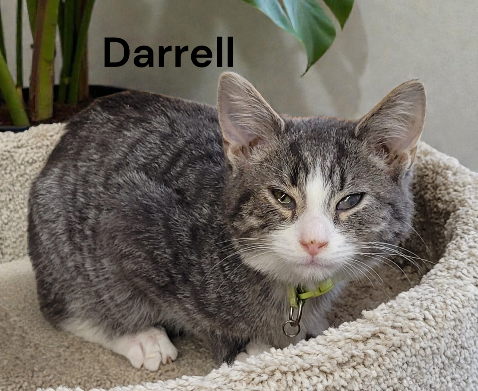 Darrell Image