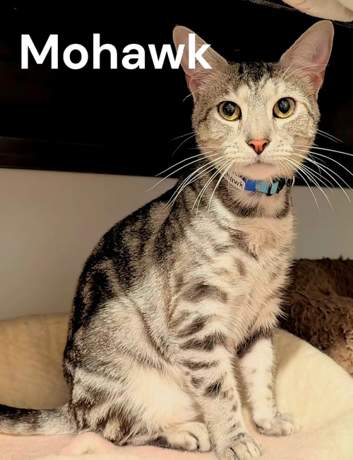 Mohawk, an adoptable Tabby in Kilmarnock, VA