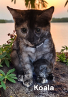 Koala
