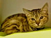 Cinnamon
