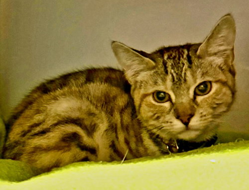Cinnamon