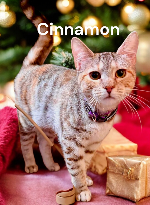 Cinnamon