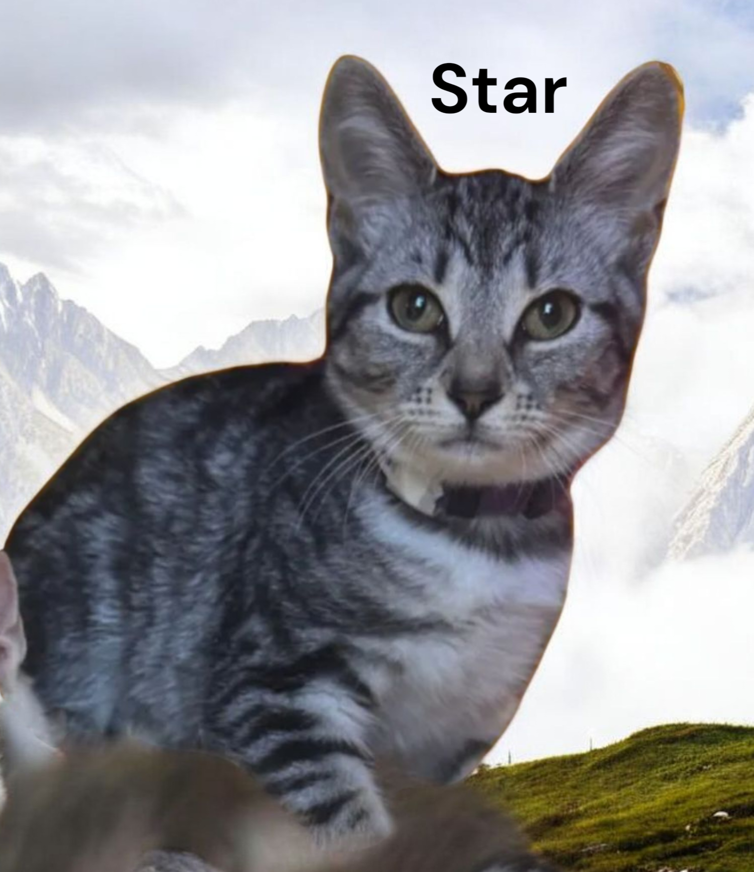 Star Image