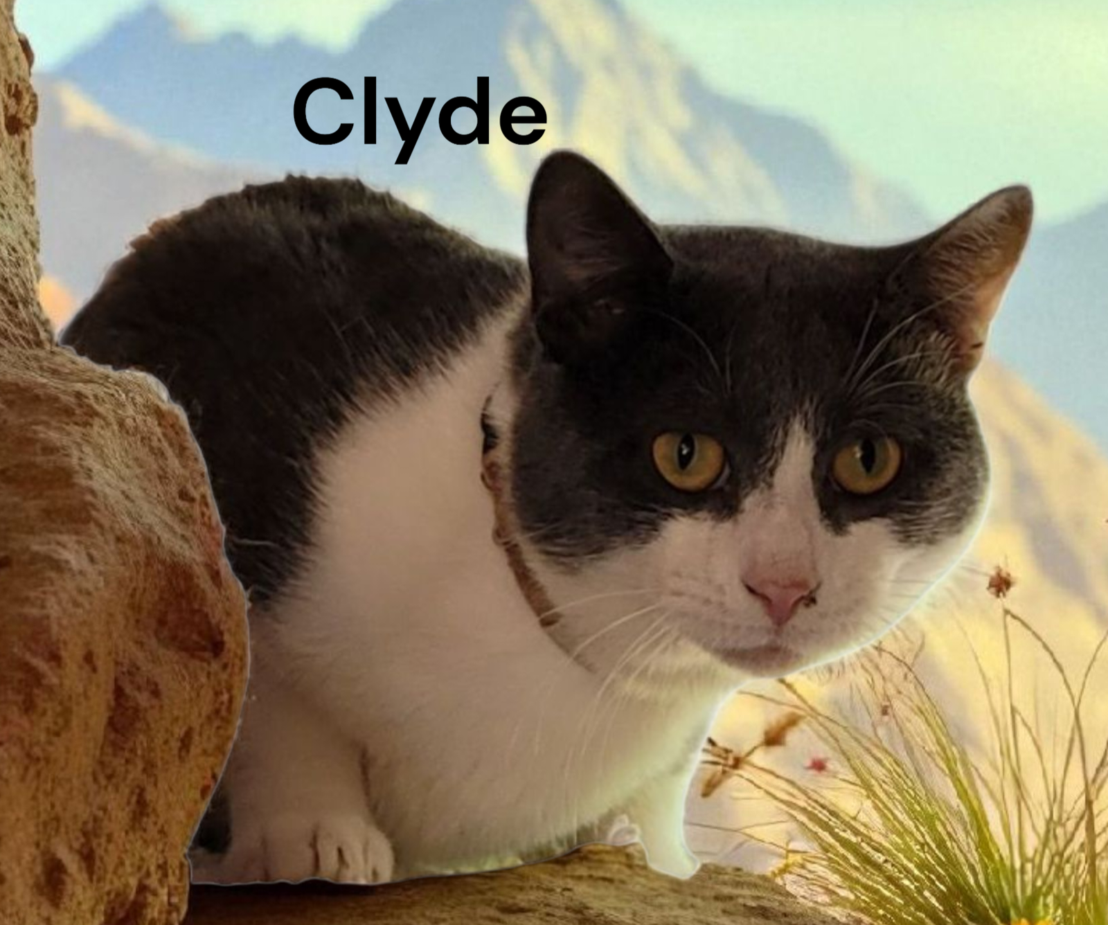 Clyde