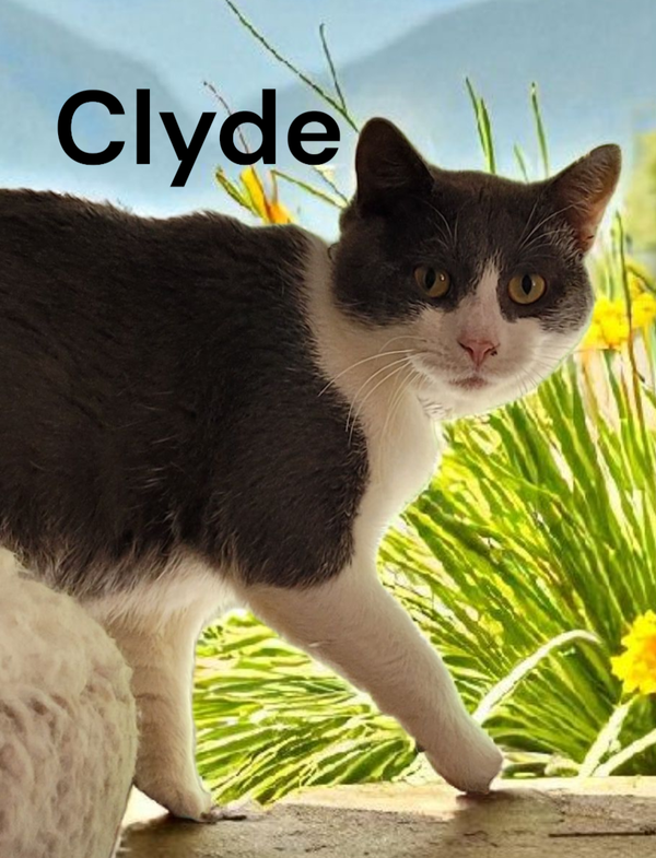 Clyde