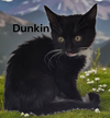 Dunkin