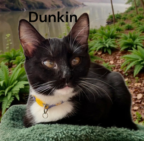 Dunkin