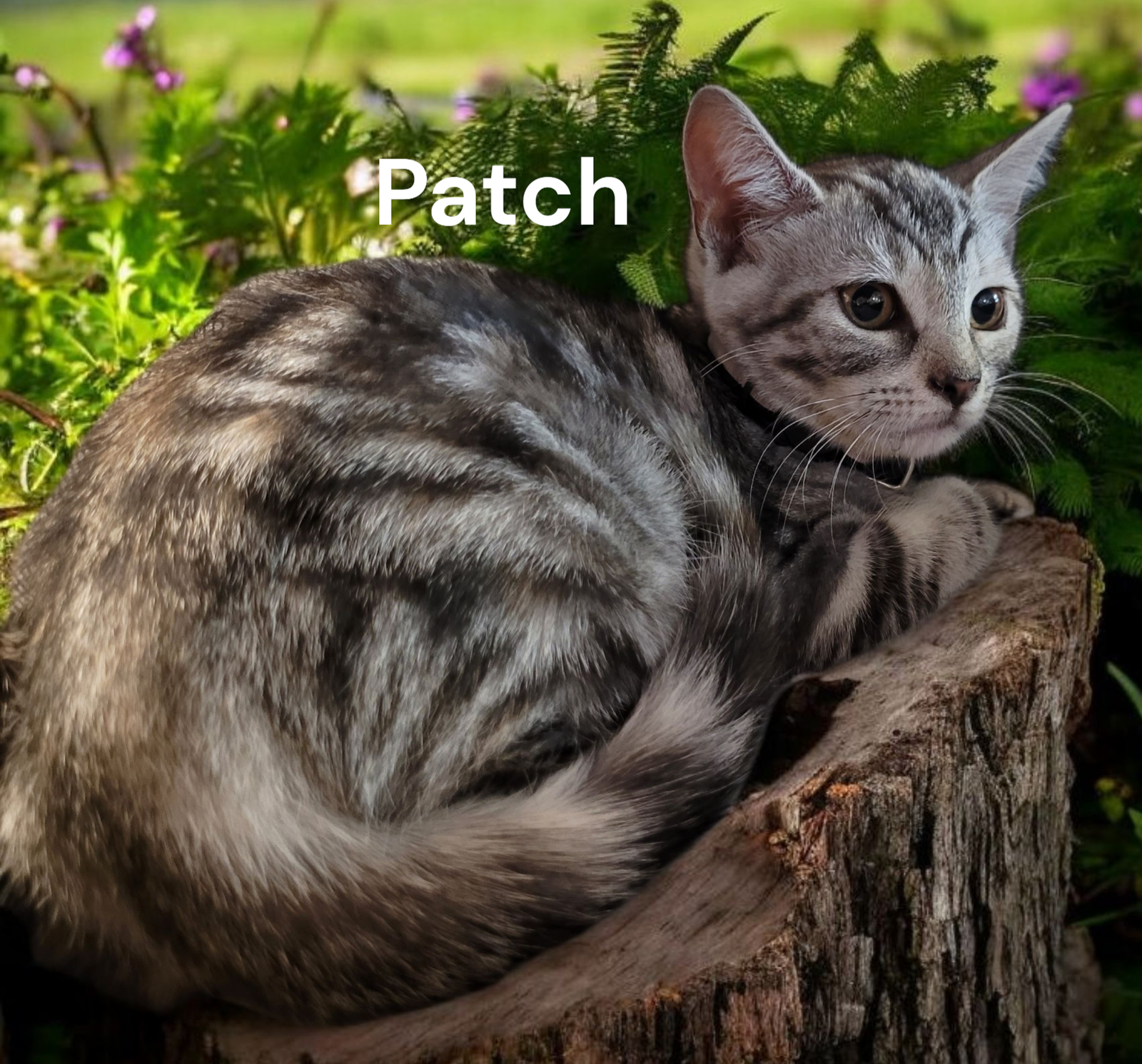 Patch