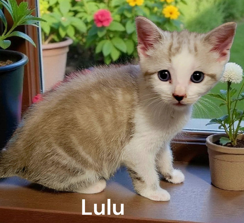 Lulu