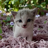 Lulu