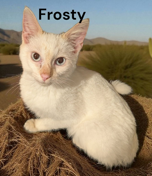 Frosty